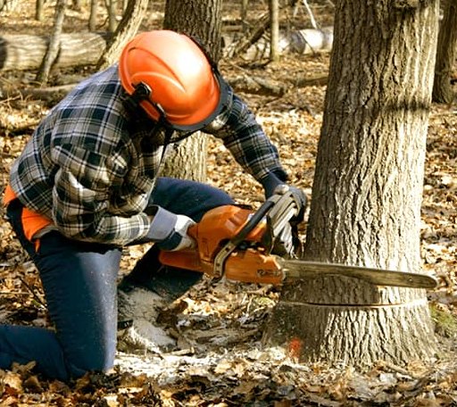 Tree Removal in Hillman, MI